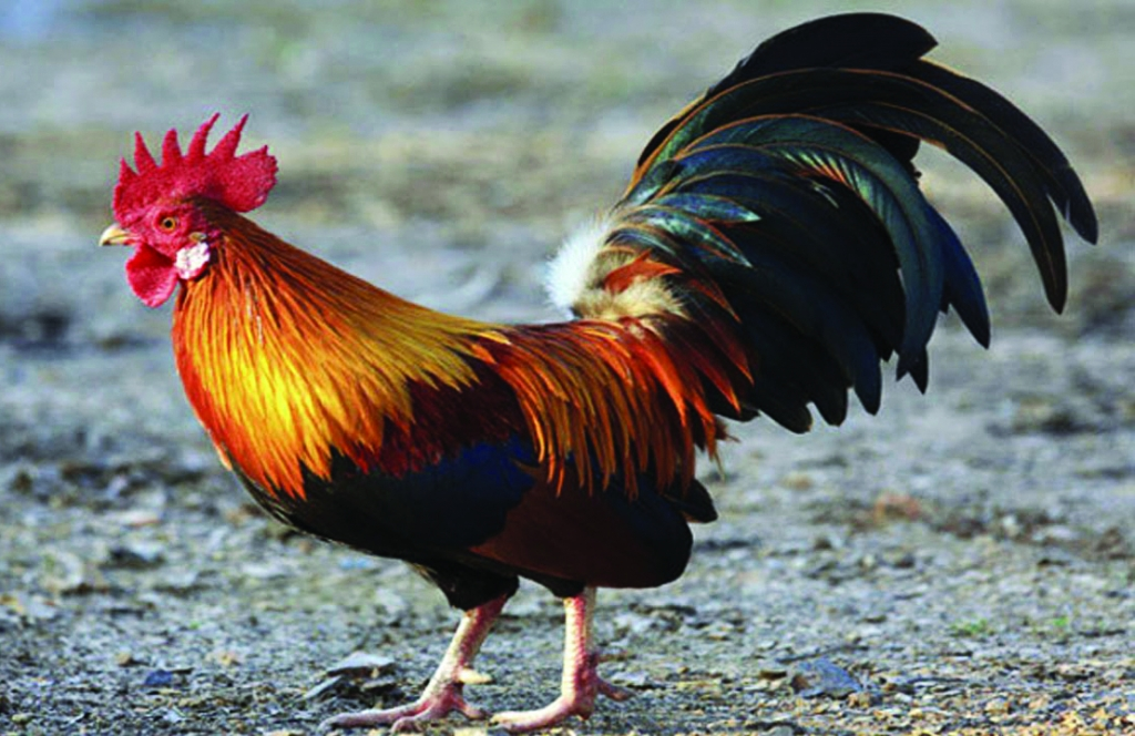 Nằm mơ thấy gà